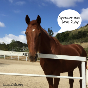 sponsor-a-hanaeleh-horse-rescue-orange-county-2