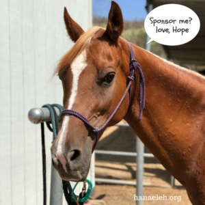 sponsor-a-horse-rescue-orange-county