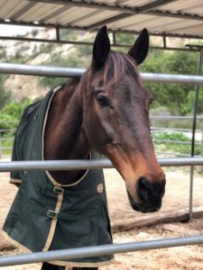 rescue-of-lou-dillon-and-sweet-pea-part-three-3