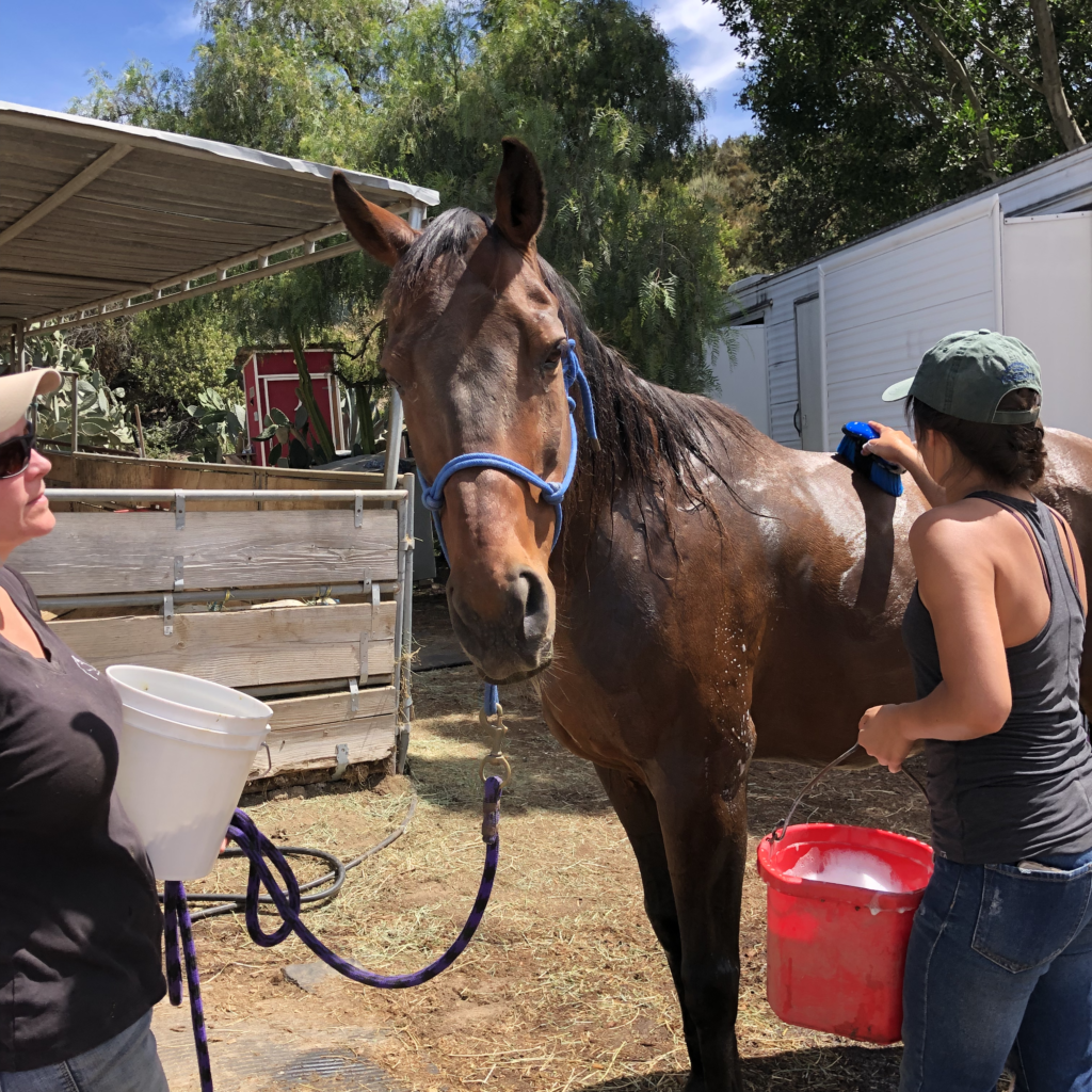 Ulysses-story-horse-rescue-orange-county
