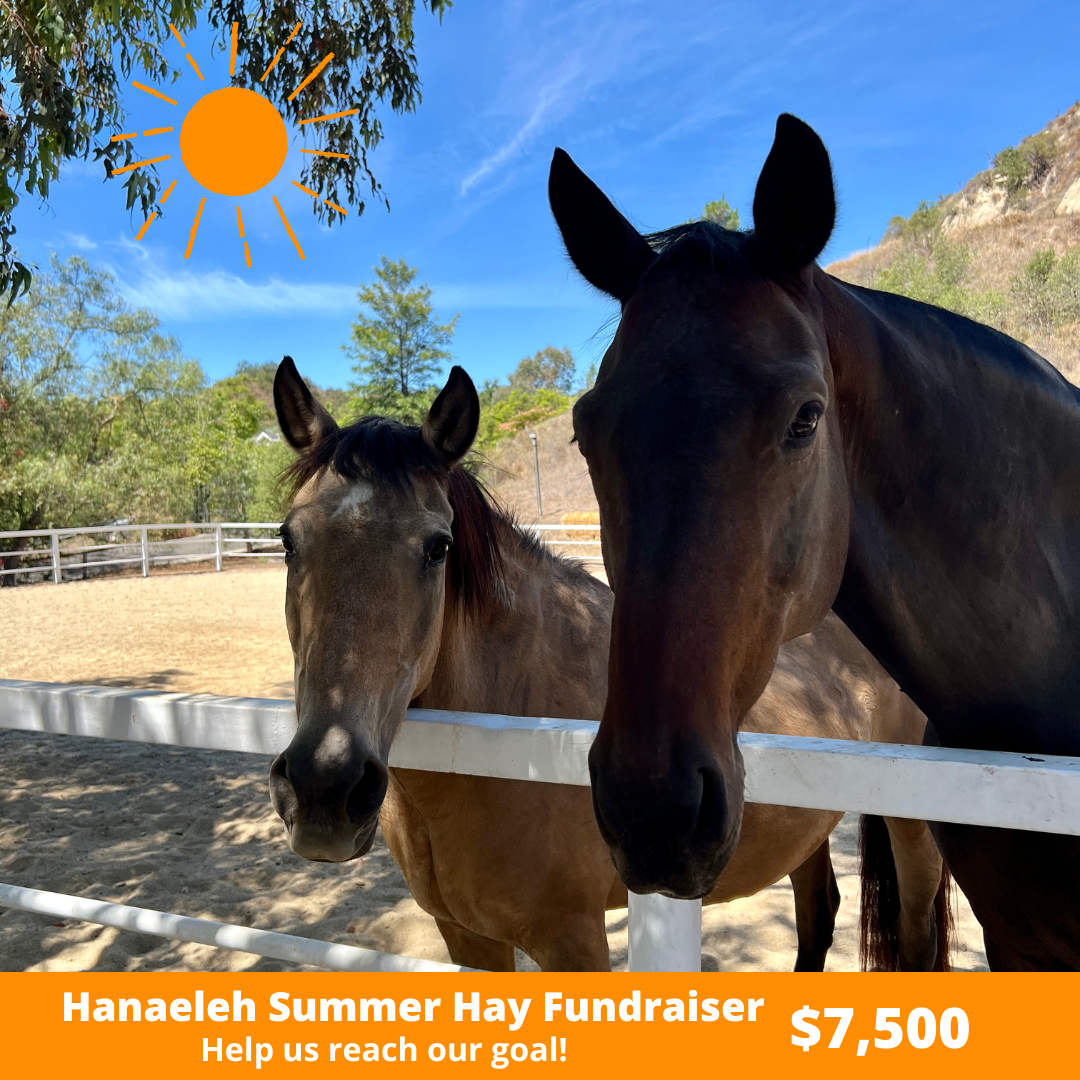 Hanaeleh Summer Fundraiser 2025 Main Graphic Hanaeleh Summer Fundraiser 2025 Main Graphic
