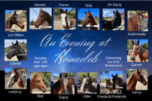 Evening at Hanaeleh 2025