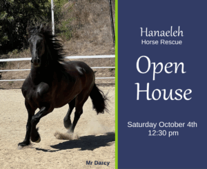 Hanaeleh Open House-Mr Darcy 10-4-25