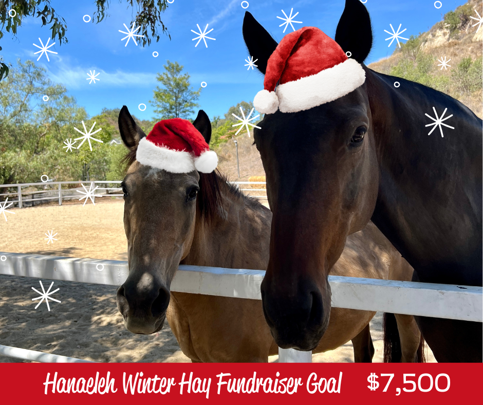 Hanaeleh Winter Fundraiser 2025 main graphic