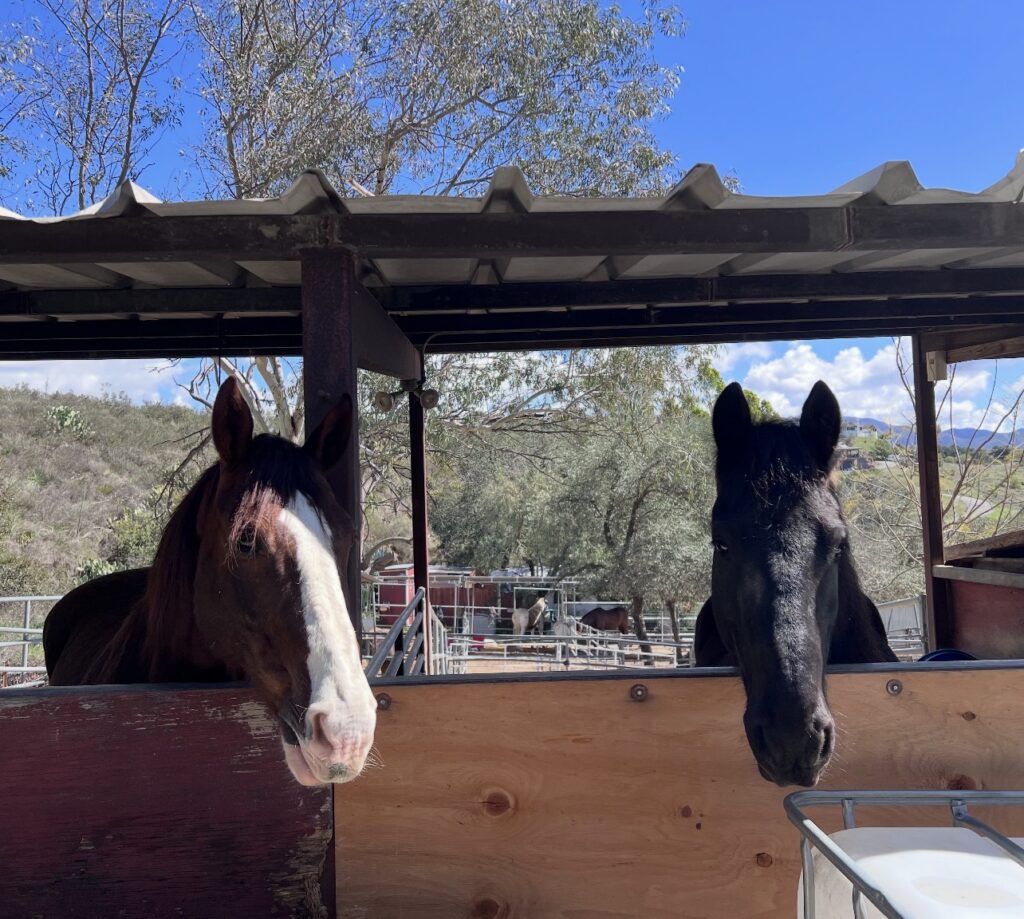 Every horse deserves a best friend. Ollie and Darcy found theirs.